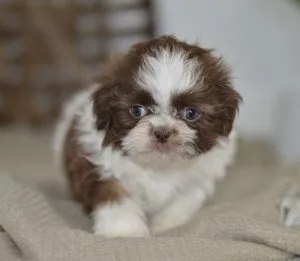 Shih Tzu puppies for sale