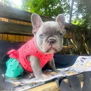 ddd Blue French Bulldog Puppies for Sale