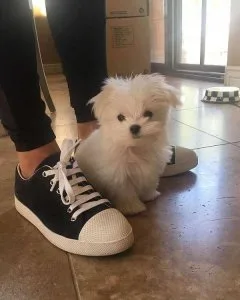 adcdfs A.K.C Registered Maltese Puppies