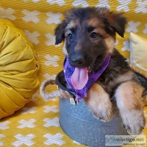 German Shepherd Dog puppies for sale