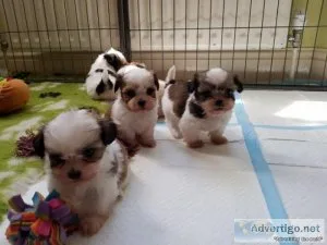 Shih Tzu puppies for sale Text  call (330) 910 0534
