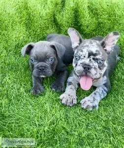 French bulldog puppy