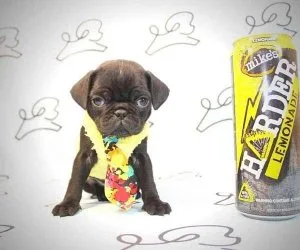 Toy Pug Puppies Available Now by Breeder