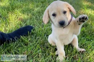Labrador Retriever puppies for sale