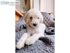 Wilo Toy poodle puppies for sale
