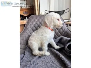 Reg poodle puppies for sale