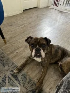 1.5English Bulldog