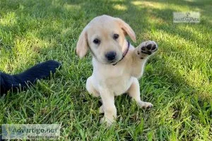 Labrador Retriever puppies for sale