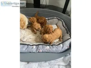 Pure 2 boys and 2 girls Toy poodle puppies for sale
