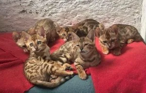 Pedigree Bengal kittens ready
