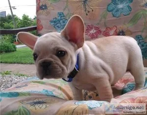 AKC REG  French Bulldog  Boy And Girl Text  call (330) 910 0534