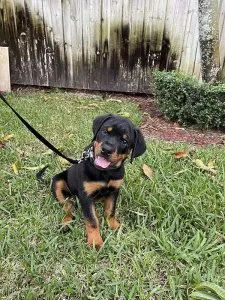 Black and Tan Male Rottweiler