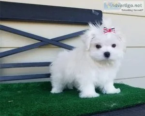 AKC REG Maltese Teacup Boy And Girl Text  call (330) 910 0534