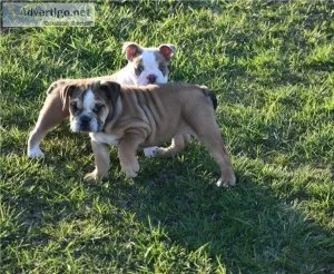Jasmine Perfect English bulldog puppies is available for sale