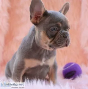 French Bulldog puppies for sale