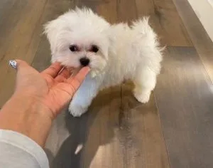 Toy Maltese Puppies Puppies