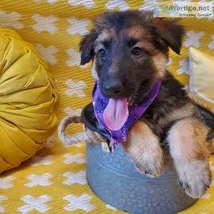 German Shepherd Dog puppies for sale