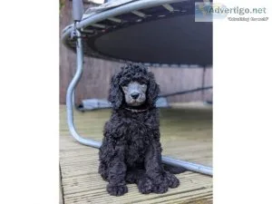 AKC REG poodle puppies for sale