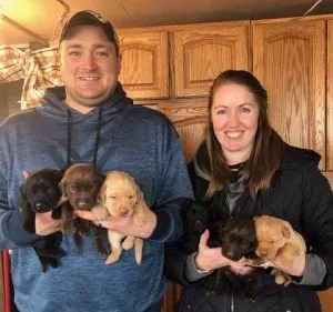 Attractive and Smart Labrador Retriever Puppies