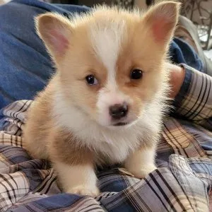 Purebred miniature corgis