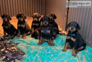 Doberman puppies for Adoption