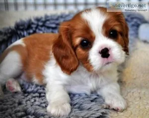Cavalier King Charles Spaniel Puppies Available Now
