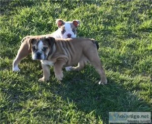 Annie Perfect English bulldog puppies is available for sale