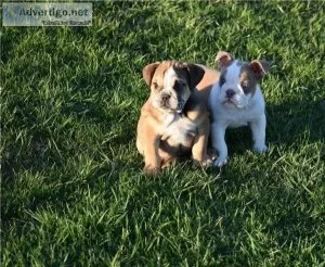 Gigi Perfect English bulldog puppies is available for sale
