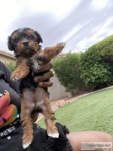Yorkie pups