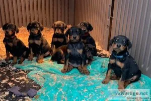 Doberman puppies for Adoption