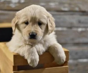 Golden Retriever puppies for sale