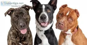 Sit Means Sit San Antonio Dog Training