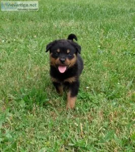Rottweiler Puppies for sale