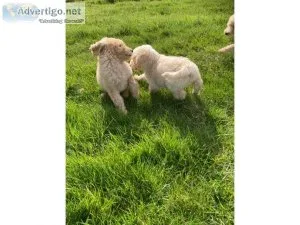 Joyful poodle puppies for sale