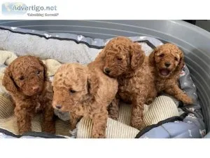 Very cute 2 boys and 2 girls Toy poodle puppies for sale