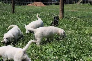 Golden Retriever Puppies (English Cream)