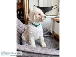 Toy Playful poodle puppies for sale