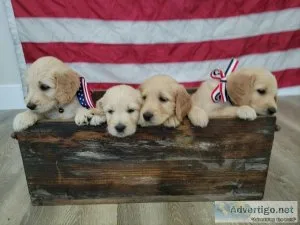 F1 Golden Doodle Puppies (Goldendoodles)