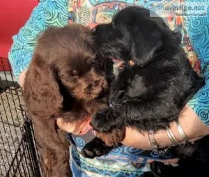 Labradoodle puppies