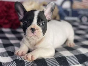 French Bulldog