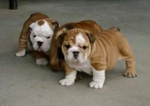 AKC 5 English Bulldog puppies ready for sale text via (330) 910 