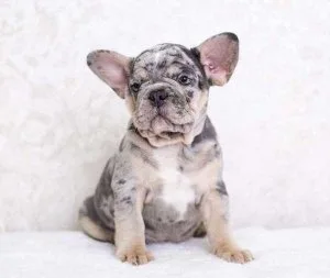 French Bulldog Puppies for Sale