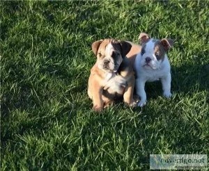 Nala Perfect English bulldog puppies is available for sale