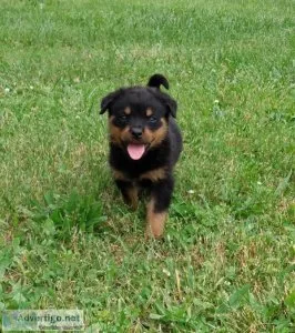 Rottweiler Puppies for sale