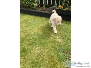 AKC poodle puppies for sale