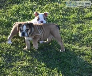 Bella Perfect English bulldog puppies is available for sale