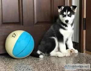 Siberian Husky puppies for sale Text  call (330) 910 0534