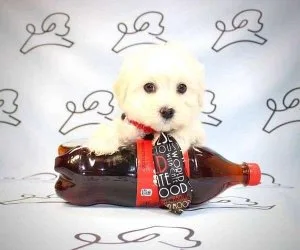 Toy Maltese Puppies for Sale by Breeder