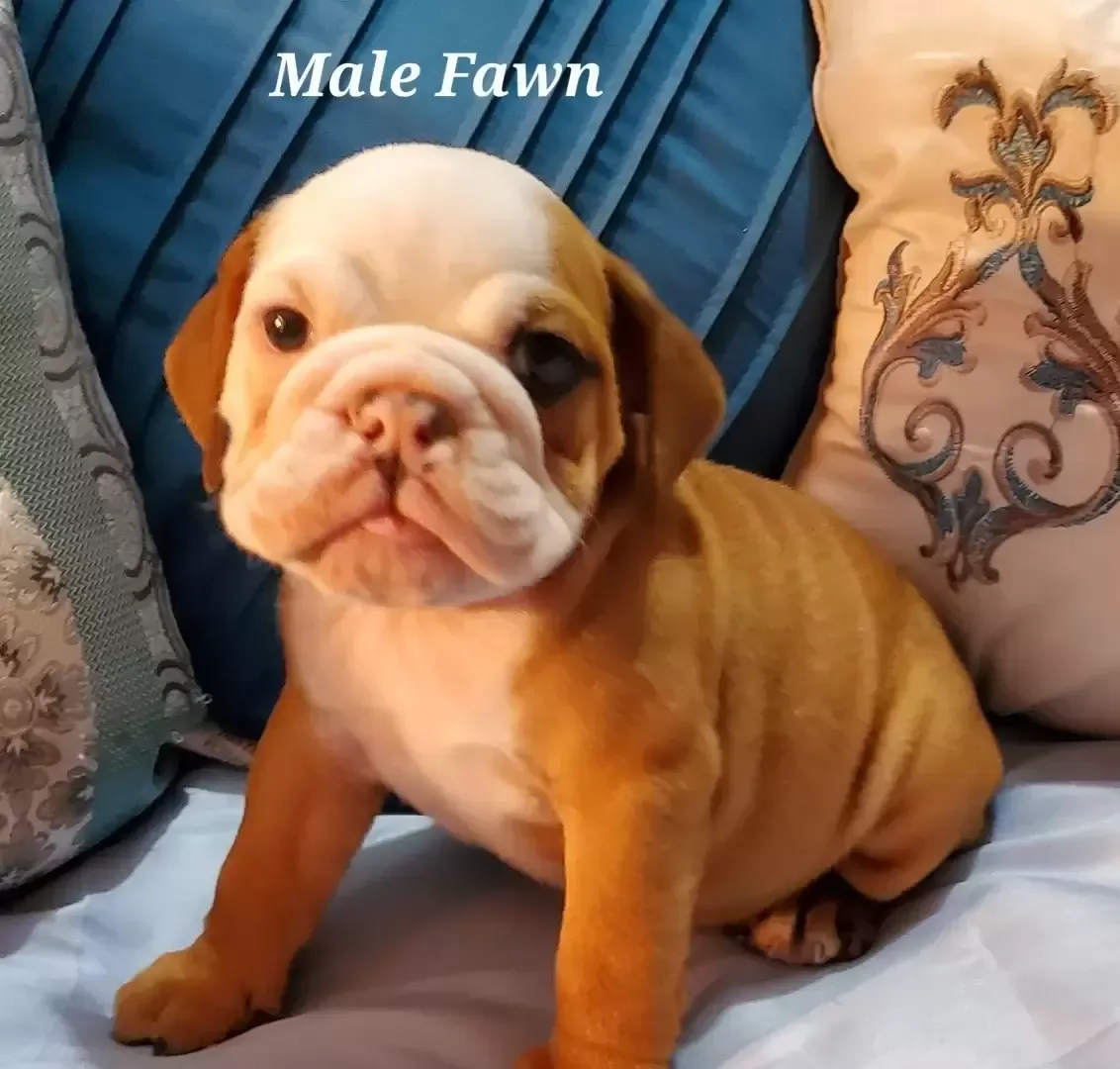 English bulldog