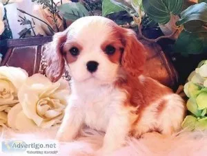 Cavalier King Charles puppies for sale Text  call (330) 910 0534